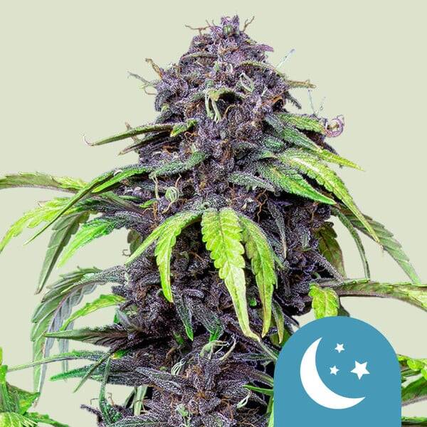 Purplematic