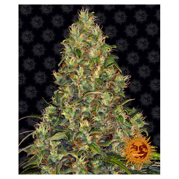 Amnesia Haze Auto