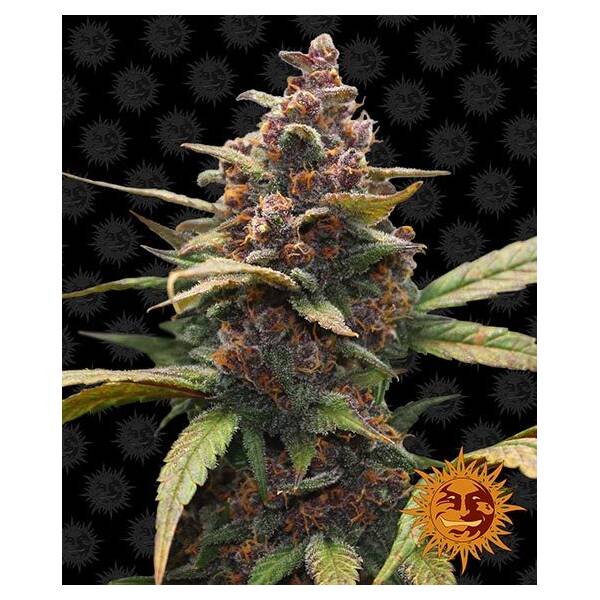 Ayahuasca Purple