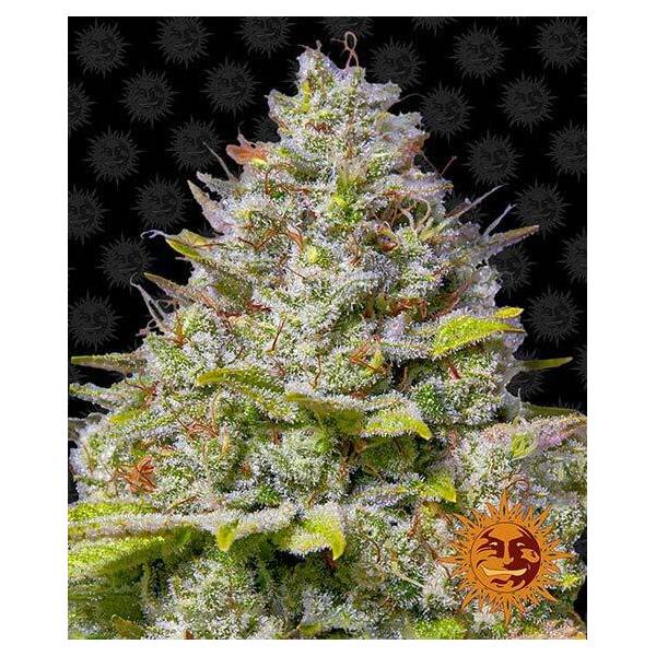 Blue Gelato 41