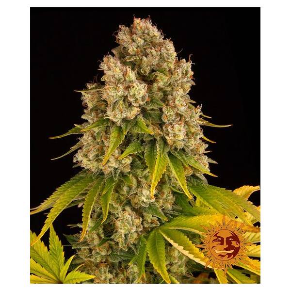Cheese Auto