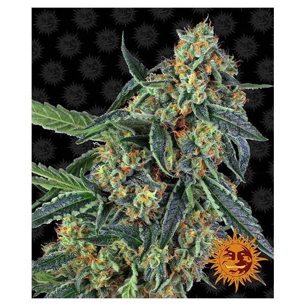 Cookies Kush