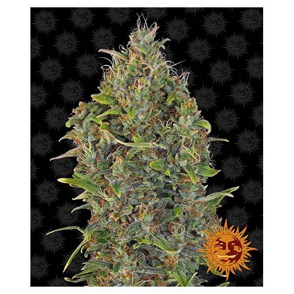 Critical Kush Auto
