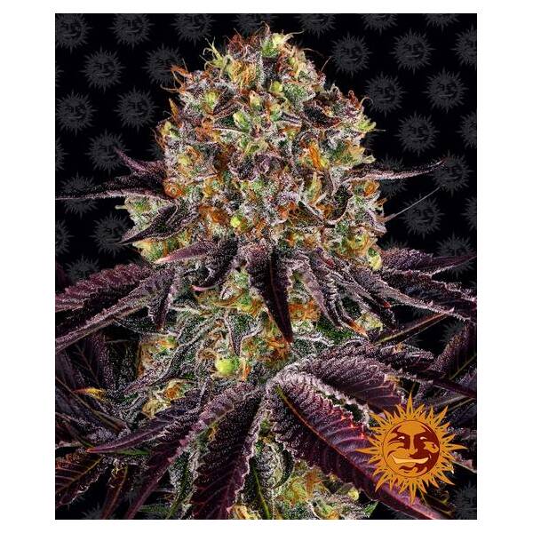 Runtz x Layer Cake