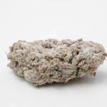 Royal Cannabis - Gorilla G Asteroid 1g