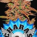 Aromas of Crete - Charas Chocolope 1g & 2+1g