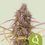 Purple Punch Auto