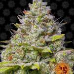 Blue Gelato 41